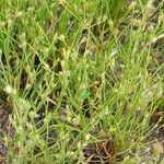 Juncus bufonius Blüte