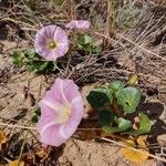 Calystegia soldanellaKvět