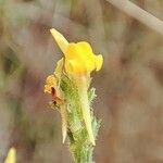 Linaria arenaria Blomma