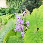 Plectranthus fruticosus Blüte