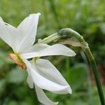 Narcissus poeticus Fleur