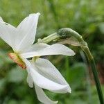 Narcissus poeticus Blüte