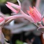 Echeveria crenulata 花
