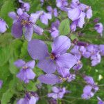 Orychophragmus violaceus Flower