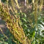 Artemisia suksdorfii Fruit