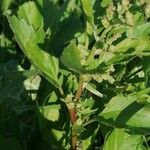 Chenopodium rubrum Hoja