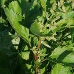 Chenopodium rubrum Leht