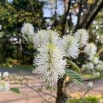 Fothergilla gardenii Λουλούδι