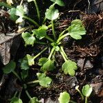 Ranunculus sceleratus Habit