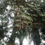 Anadenanthera colubrina ഫലം