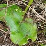 Habenaria helicoplectrum Leaf