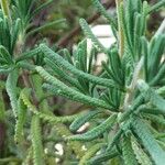 Lavandula dentata Leaf