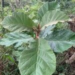 Solanum cernuum Folha