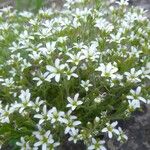 Arenaria grandifloraफूल