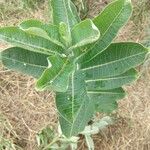 Asclepias latifolia ᱥᱟᱠᱟᱢ