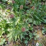 Pedicularis recutita Leaf