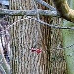 Parrotia persica बार्क (छाल)