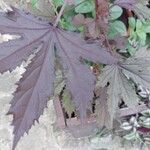 Hibiscus acetosella Blatt