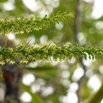 Benthamia nigrescens Blomma