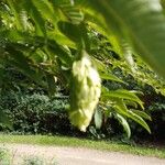 Carpinus japonica ഫലം