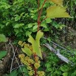 Vitis rupestris Leaf