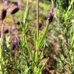 Lavandula pedunculata Blatt