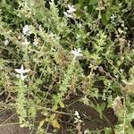 Salvia viridis Habit