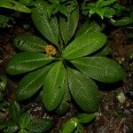 Notopleura polyphlebia Flor