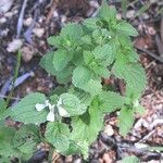 Leucas glabrata Leaf