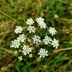 Pimpinella saxifragaЦвят