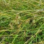 Themeda triandra Blüte