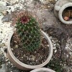 Mammillaria backebergiana Лист