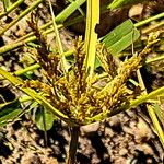 Cyperus iria Kwiat