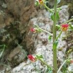Scrophularia lucida Flower
