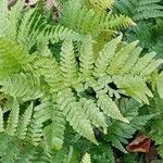 Dryopteris erythrosora 整株植物