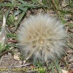 Podospermum laciniatum Fruit
