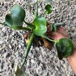 Eichhornia crassipes Folha
