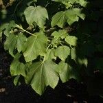 Acer nipponicum برگ