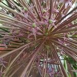 Allium schubertii Flower