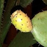 Opuntia ficus-indica Vaisius