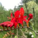 Crocosmia paniculata Flower