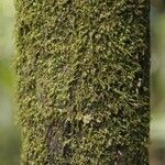 Duroia longiflora Bark