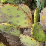 Opuntia dillenii Leaf