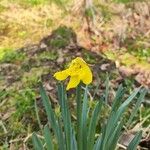 Narcissus minor Flor