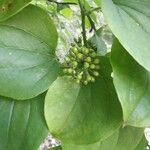 Smilax tamnoides Frucht