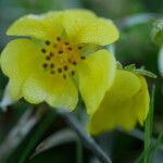 Potentilla pyrenaica Flower