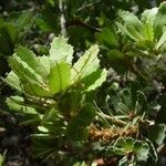 Banksia praemorsa Leaf