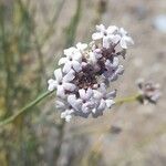 Junellia spathulata Flower