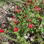 Linum grandiflorum Habit