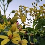 Tristellateia australasiae Flower